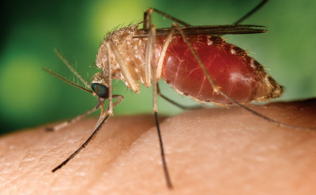 Southern house mosquito (C. quinquefasciatus) PHOTO: CDC/JIM GATHANY