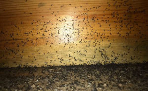 acrobat ants infestation PHOTO: ANGEL "SETO" SOTO