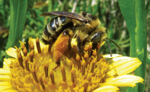 PHOTO: DR. GERRY WEGNER, BCE-EMERITUS