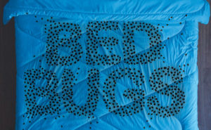 For illustrative purposes, bed bugs are not to scale. Obviously. ART: ISTOCK.COMWILDPIXEL, ARTEM PERETIAKO