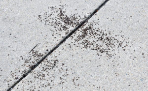 PHOTO: JOHN OBERMEYER, PURDUE UNIVERSITY