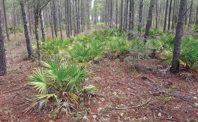 PHOTO: USFS