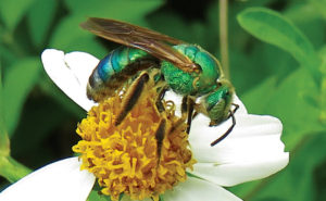 PHOTO: DR. GERRY WEGNER, BCE-EMERITUS