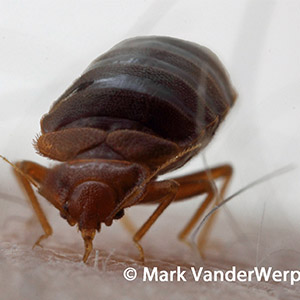 PHOTO: ROSE PEST SOLUTIONS