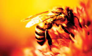 PHOTO: ISTOCK.COM/MAGDASMITH