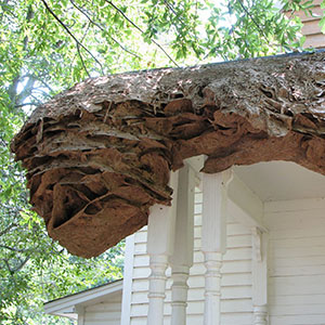 PHOTO: ALABAMA COOPERATIVE EXTENSION SYSTEM