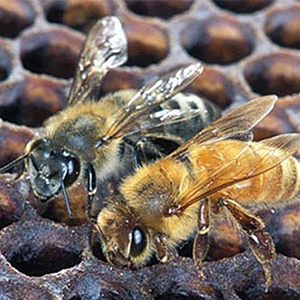 An Africanized honey bee (left) and a European honey bee on honeycomb. Despite color, they normally can’t be identified by eye. Photo: Scott Bauer, USDA Agricultural Research Service, Bugwood.org