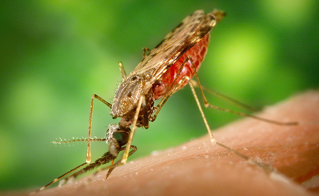 Anopheles mosquito (PHOTO: JIM GATHANY/CDC)