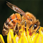 Photo: iStock.com/proxyminder