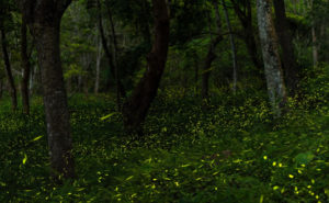 PHOTO: GRIFFINPEST/ISTOCK.COM/RICHIECHAN