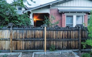 raccoons on fence - PHOTO: ERIK CIEBIERA