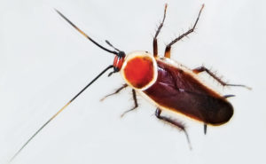 Photo: PJB Pest Management Consulting