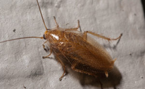 Mediterranean Cockroach. (Photo: ©Gene White)