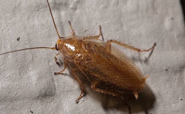 Mediterranean Cockroach. (Photo courtesy of, and copyrighted by, Gene White, pmimages@earthlink.net)
