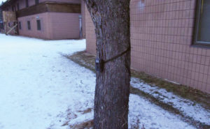 Make sure your trail cameras are secured to their locations, so as to not "walk off" with thieves. PHOTO: STEPHEN VANTASSEL