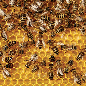 Photo: iStock.com/letty17