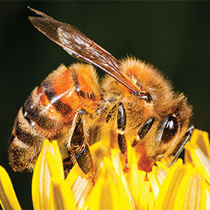 Photo: iStock.com/proxyminder