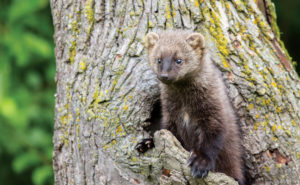 fishers (Martes pennanti) PHOTO: ISTOCK.COM/KENCANNING
