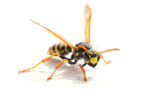 PHOTO: ISTOCK.COM/ADADONIAN