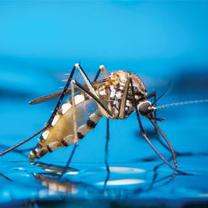 PHOTO: KHLUNGCENTER/SHUTTERSTOCK.COM