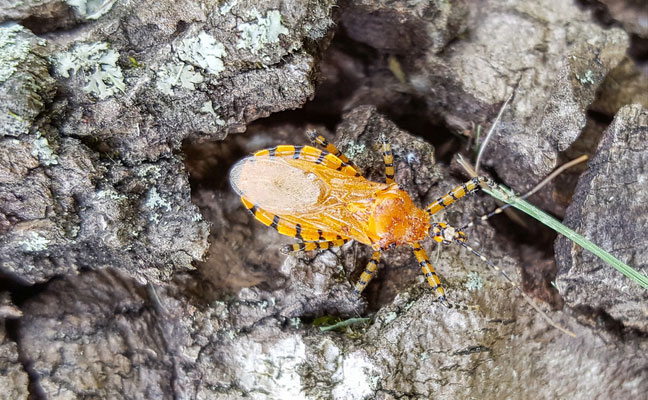 The assassin bug. IMAGE: KARLA SALP, WASHINGTON STATE DEPARTMENT OF AGRICULTURE, BUGWOOD.ORG