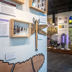 After closing in 2013 for renovations, the Frost Entomological Museum has reopened with expanded public space and new exhibits. PHOTO: NICK SLOFF, PENN STATE DEPARTMENT OF ENTOMOLOGY