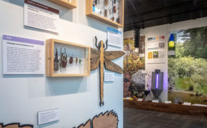 After closing in 2013 for renovations, the Frost Entomological Museum has reopened with expanded public space and new exhibits. PHOTO: NICK SLOFF, PENN STATE DEPARTMENT OF ENTOMOLOGY