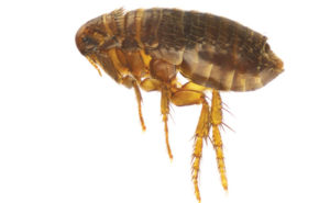 Cat flea. PHOTO: ISTOCK.COM/COSMLN