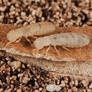 West Indian drywood termites. PHOTO: NPMA