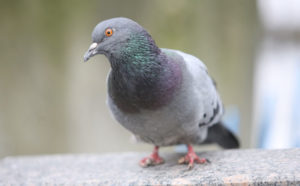 Pigeon. Photo: lom/iStock / Getty Images Plus/Getty Images