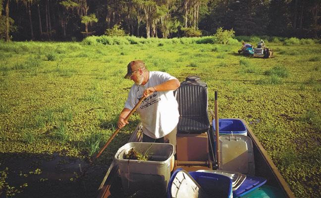 PHOTO: CADDO BIOCONTROL ALLIANCE