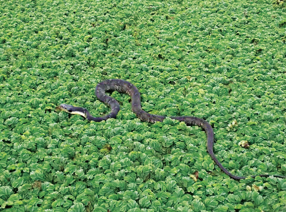 PHOTO: CADDO BIOCONTROL ALLIANCE