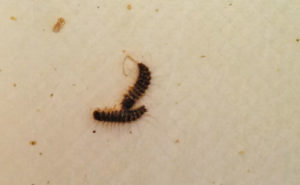 The possible sources of these Dermestid beetle larvae found in a customer’s kitchen cabinets are as diverse as they are numerous. Fortunately, you likely will not need to look far. Photo: Mark Sheperdigian, BCE