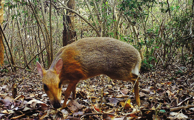 Chevrotain