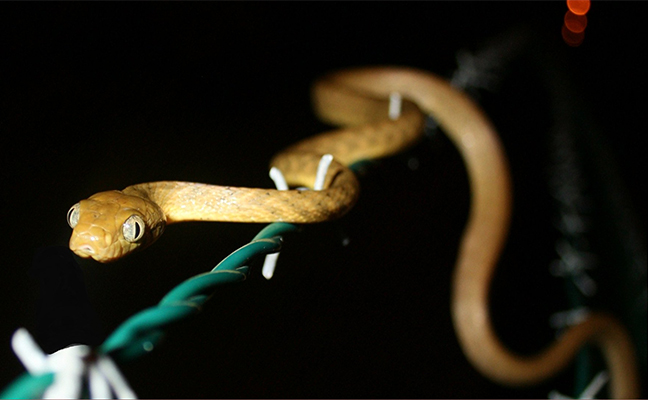 The invasive brown tree snake may reach 10 feet in length as adults; however, most snakes on Guam are 3 to 4 feet long. The snake is rear-fanged and considered mildly venomous. It uses both constriction and venom to help immobilize its prey. PHOTO: USDA/APHIS