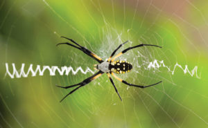 PHOTO: DIANALYNNE/ISTOCK / GETTY IMAGES PLUS/GETTY IMAGES