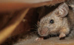 Mouse. PHOTO: DEJAN KOLAR/ISTOCK / GETTY IMAGES PLUS/GETTY IMAGES