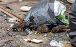 PHOTO: CHANAWAT PHADWICHIT/ISTOCK / GETTY IMAGES PLUS/GETTY IMAGES
