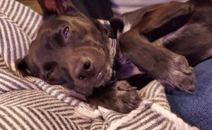 Flea Flicker Pest Control’s bed bug K9, Luke. PHOTO: RYAN LEES