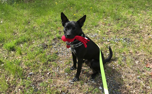 Flea Flicker Pest Control’s bed bug K9, Luke. PHOTO: RYAN LEES