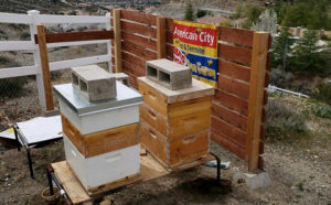 IMAGE: AMERICAN CITY PEST & TERMITE