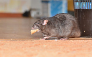 This rat makes getting lunch look easy, but that has not been the case for many rodents during the COVID-19 quarantine. PHOTO: ANDWILL/ISTOCK / GETTY IMAGES PLUS/GETTY IMAGES