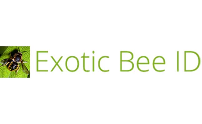 LOGO: EXOTIC BEE ID