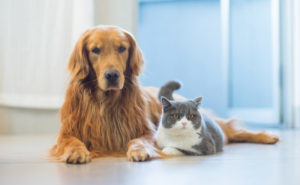 PHOTO: CHENDONGSHAN/ISTOCK / GETTY IMAGES PLUS/GETTY IMAGES