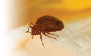 PPHOTO: JOHN-REYNOLDS/ISTOCK / GETTY IMAGES PLUS/GETTY IMAGES