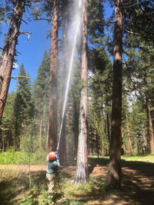 A Pestmaster Services technician treats ponderosa pines in Sawtooth National Forest. PHOTO: PESTMASTER SERVICES