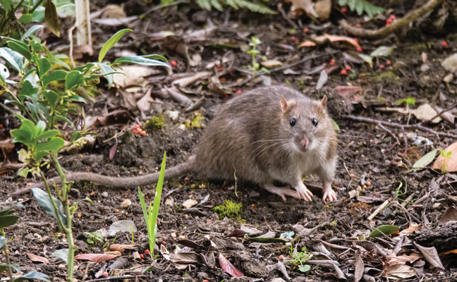 PHOTO: IAN_REDDING/ISTOCK / GETTY IMAGES PLUS/GETTY IMAGES