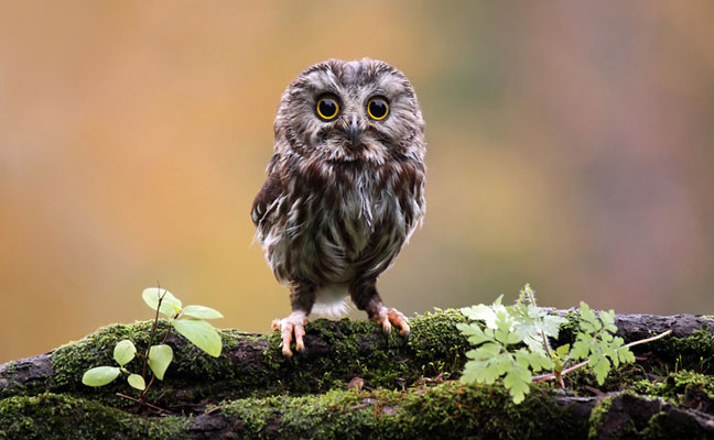 Once Rockefeller has had a chance to rest and gain weight, he’ll look more like this saw-whet owl.  PHOTO: MLORENZPHOTOGRAPHY/MOMENT/GETTY IMAGES