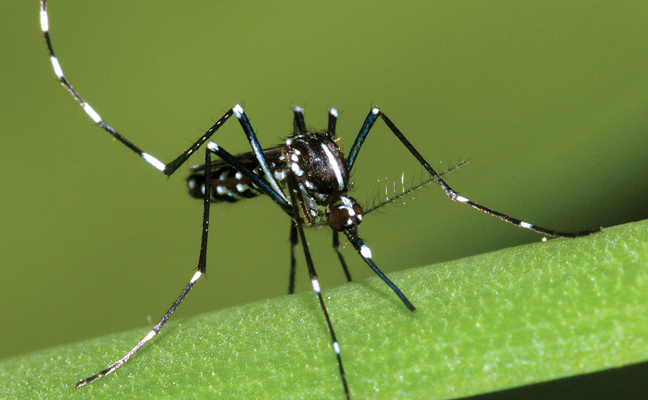 PHOTO: SUSAN ELLIS, BUGWOOD.ORG