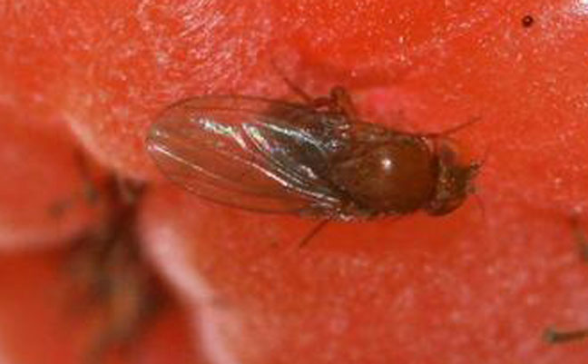 A closeup of a spotted-wing fruit fly on a raspberry. PHOTO: DR. HANNAH BURRACK, NCSU, BUGWOOD.ORG
